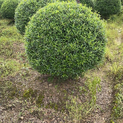 桂林木西揽