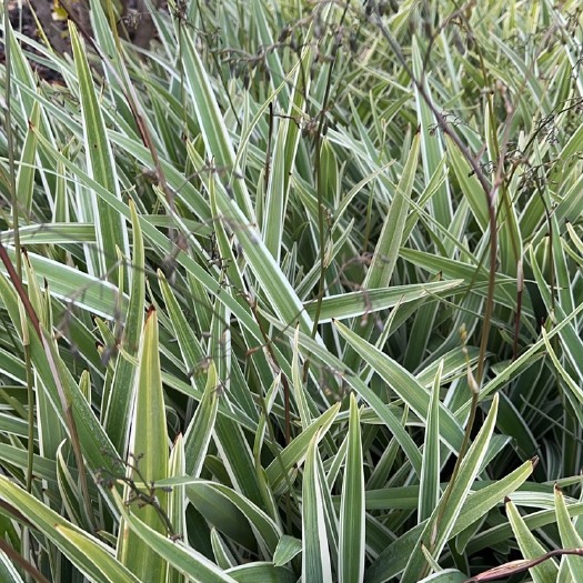 桂林山管兰
