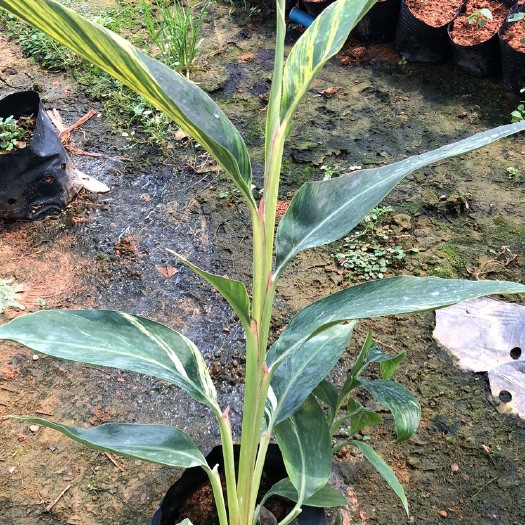 桂林花叶良姜盆栽
