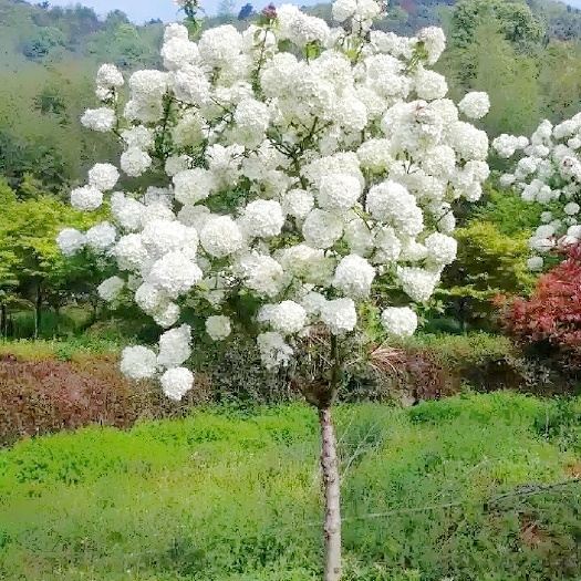郯城县高杆中华木绣球发