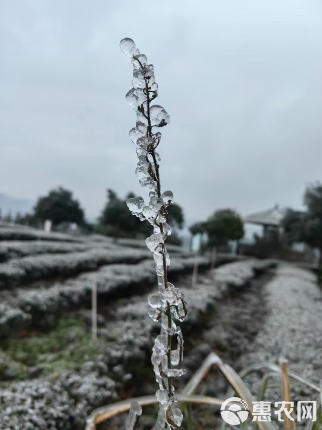 四川珙县鹿鸣红茶，一叶鹿鸣，尽享安宁！喜欢喝红茶的可以联系我