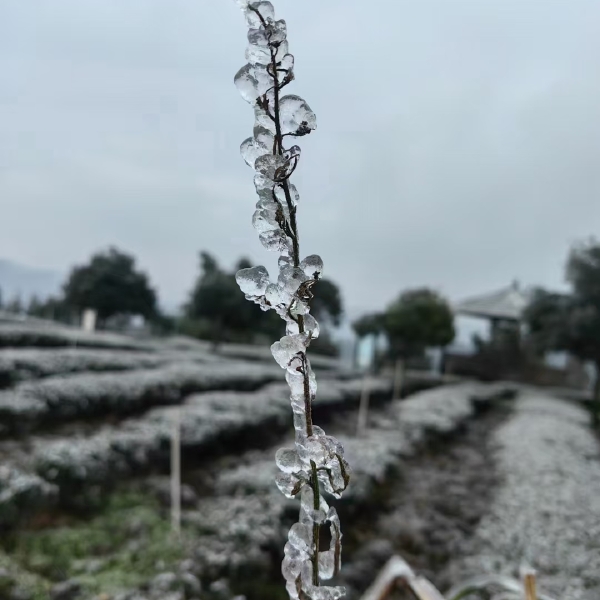 四川珙县鹿鸣红茶，一叶鹿鸣，尽享安宁！喜欢喝红茶的可以联系我