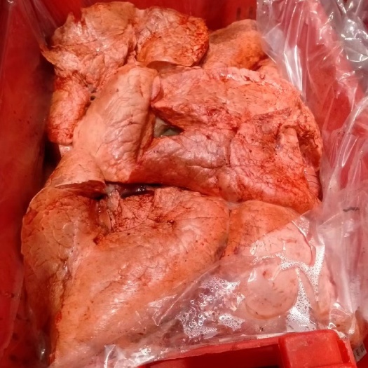 饲料级猪肺长期生产