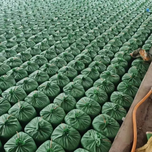 海丰县玉米秸秆青储草料