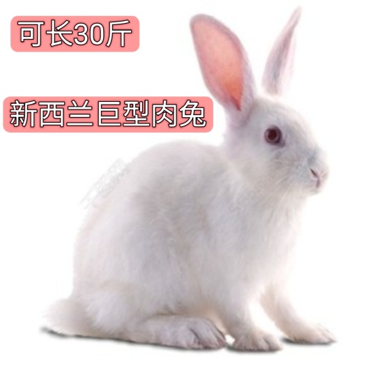 新西兰巨型肉兔耐寒兔子散养林地