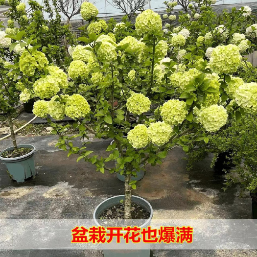沭阳县中华木绣球大花斗球苗木本绣球春秋两季适和南北方种