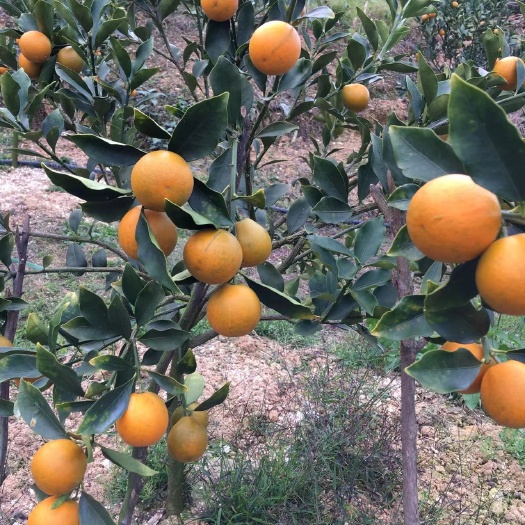 平乐县脆蜜金桔