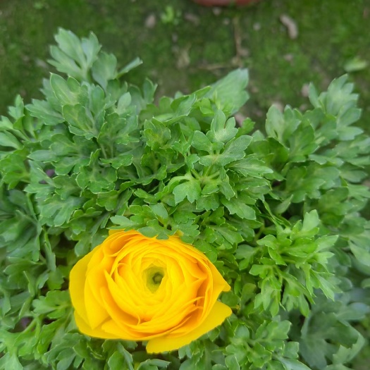 成都花毛茛洋牡丹