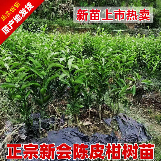 灵山县新会柑苗出售