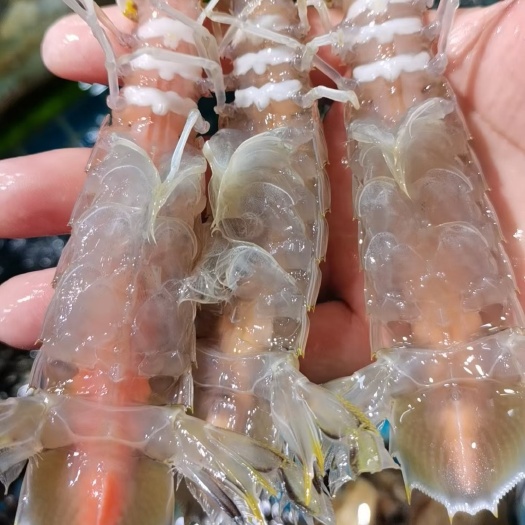 北海活煮熟冻皮皮虾，4/5头大膏虾，货源紧缺，需要联系
