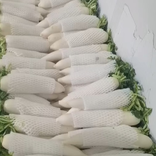 天门市白萝卜