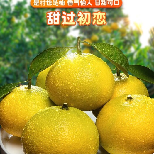 桂林桂林黄金柑，自然生长香甜多汁，不打药剂，现摘现发包邮！