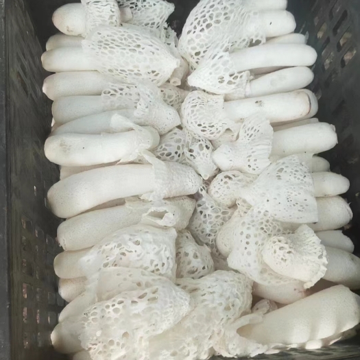 安龙县红托竹荪