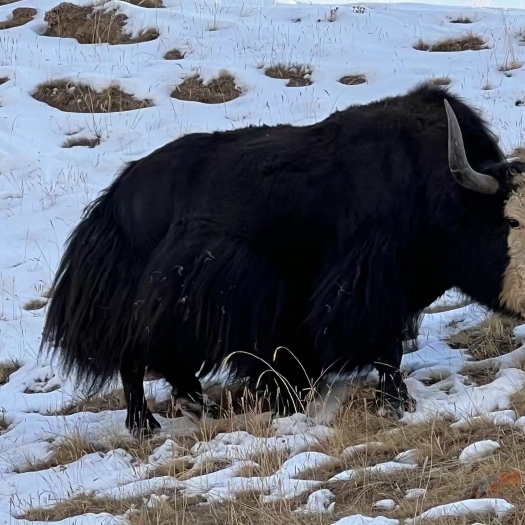 高原雪域牦公牛