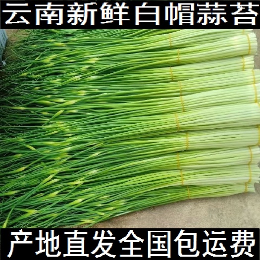 云南新鮮白帽蒜苔蒜薹整車代辦代發(fā)產(chǎn)地一手貨源