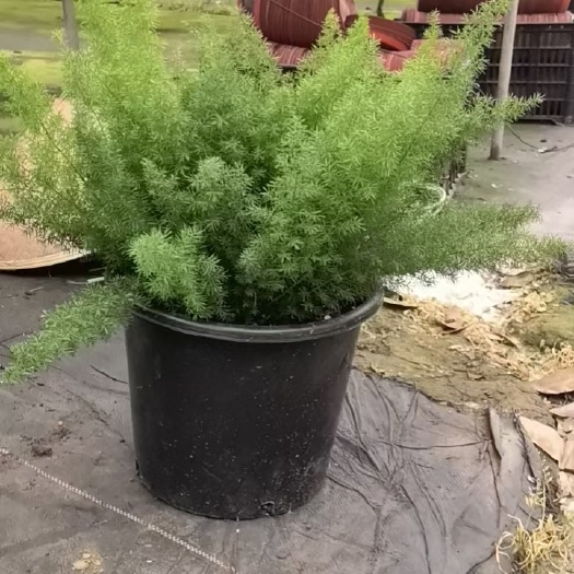 成都狐尾天门冬大杯苗高度30+