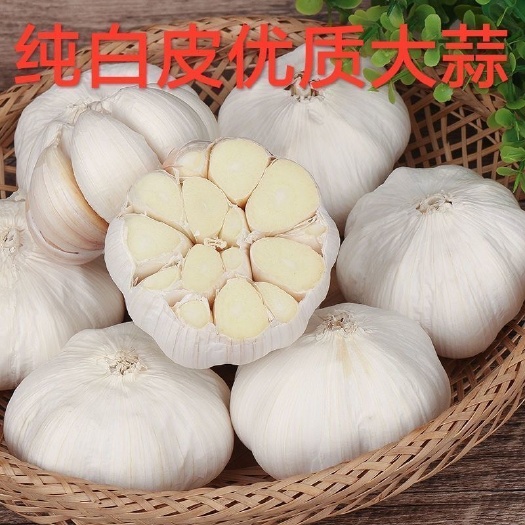白皮大蒜纯白大蒜不辣干大蒜优质山东多瓣大白蒜可做腊八蒜