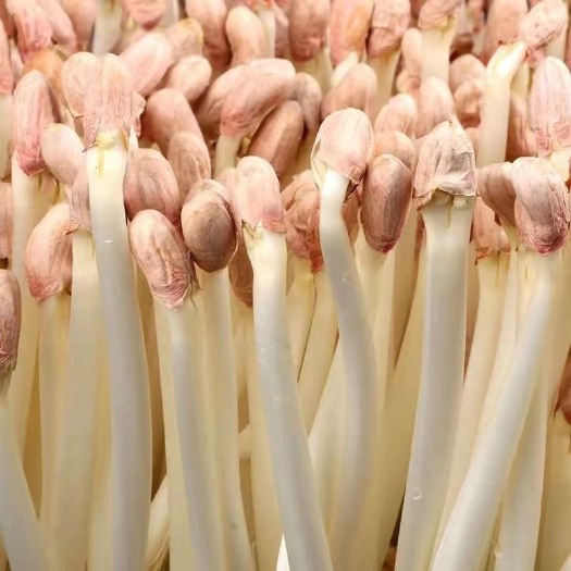 【热卖】新鲜花生芽栽培芽苗菜凉拌爆炒散装花生芽菜酒店食用包邮