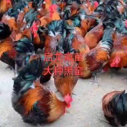 贵阳黑瑶土鸡苗
