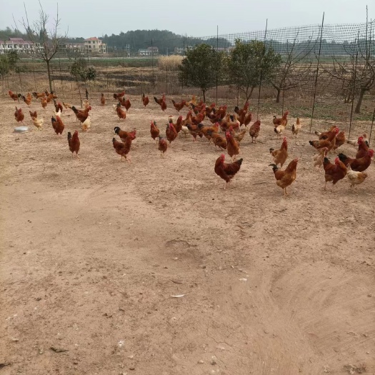 衡阳土鸡苗，放养细脚土鸡苗，三黄鸡苗，质量保证，厂家直销全国包邮