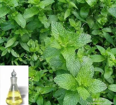 新野县薄荷油