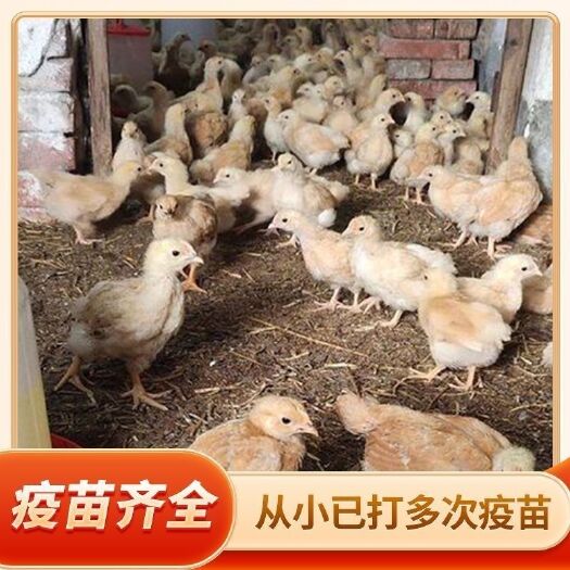 东莞市三黄鸡苗