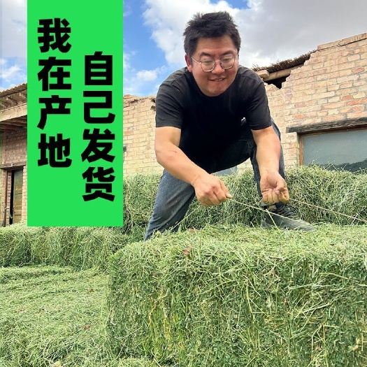 阿克苏市紫花苜蓿草干草喂养羊驼牛马羊高蛋白干畜牧草捆养殖厂饲养草料