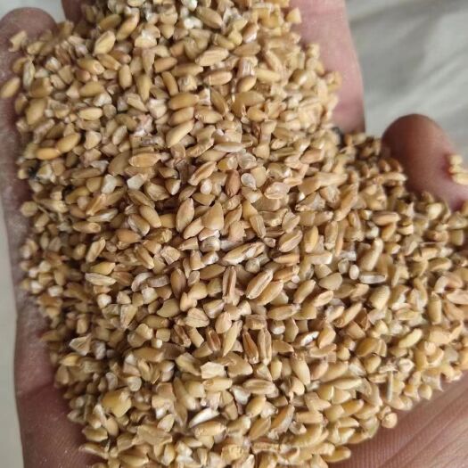 安庆碎小麦，小麦碎，草籽麦