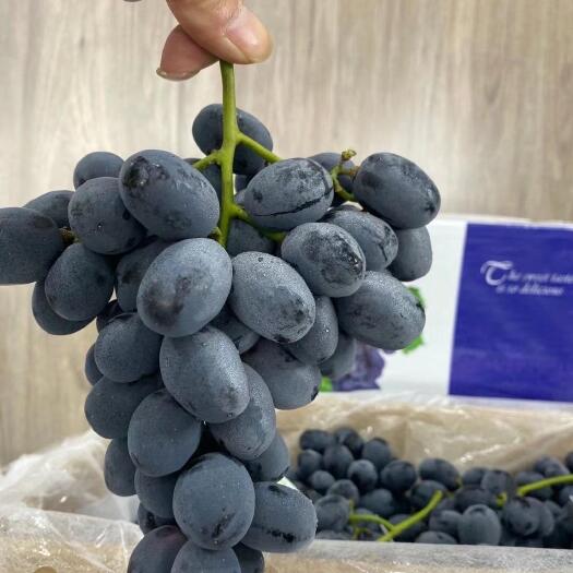 澳洲甜王葡萄苗无核葡萄苗中熟葡萄品种大棚葡萄苗批发基地