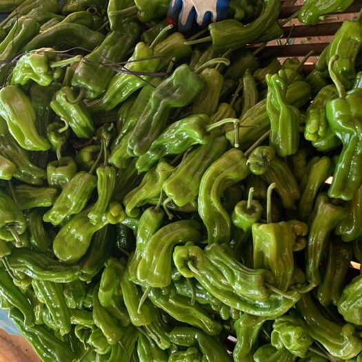 徐闻县青泡椒
