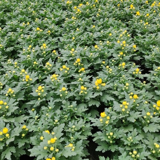广州清明黄白菊花祭祀用花，盆栽白菊花，一手货源充足，基地直销。