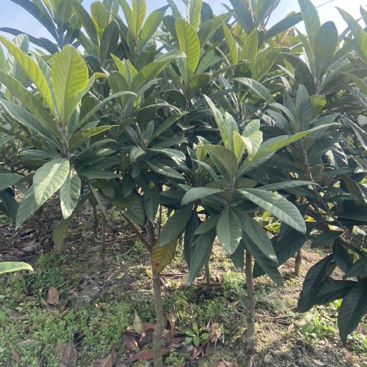 台州2公分枇杷苗，品种白沙
