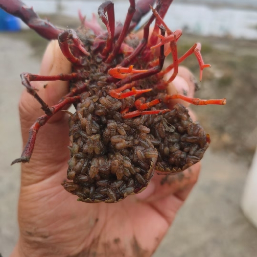 宁波宁波本地小龙虾苗，