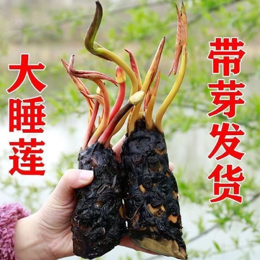 沭阳县池塘睡莲花鱼缸睡莲根块带花苞四季盆栽水培植物庭院大小水养花卉