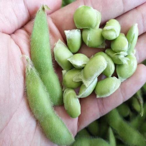 本地毛豆即將大量上市產(chǎn)地直發(fā)一手貨源