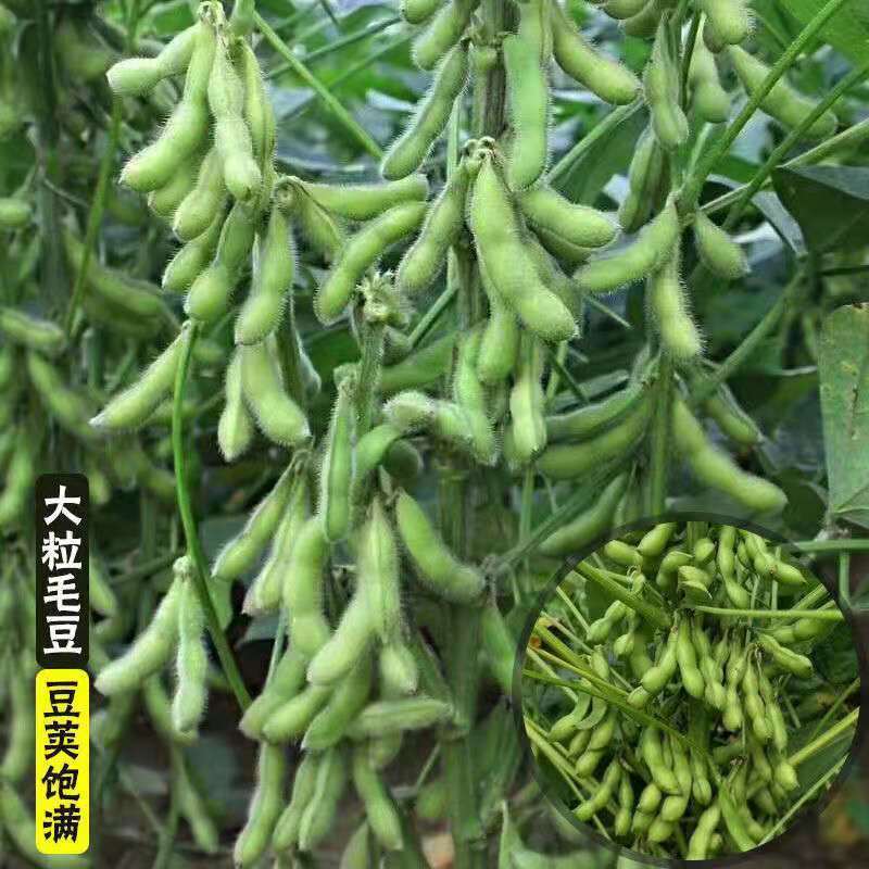 本地毛豆即將大量上市產(chǎn)地直發(fā)一手貨源