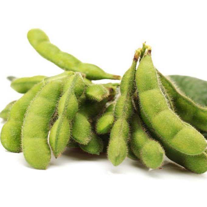 本地毛豆即將大量上市產(chǎn)地直發(fā)一手貨源