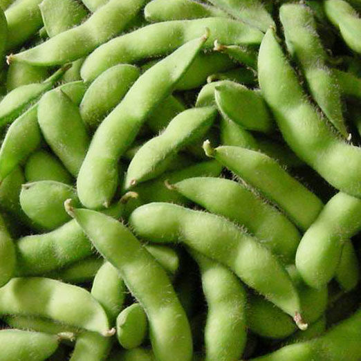本地毛豆即將大量上市產(chǎn)地直發(fā)一手貨源