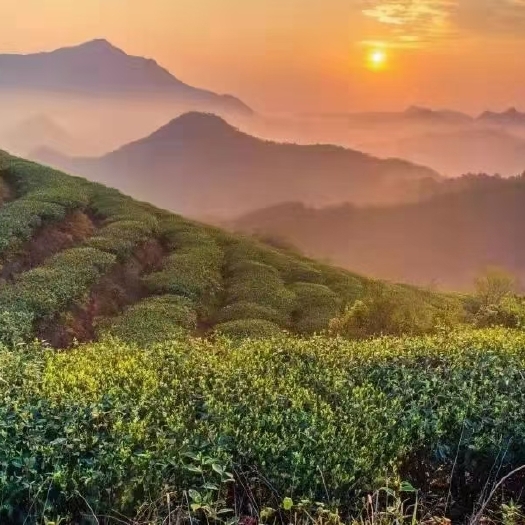 都匀市都匀高山毛尖茶，纯手工炒制，产地都匀团山海拔高常年云雾缭绕