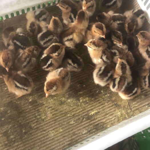 广州清远麻鸡