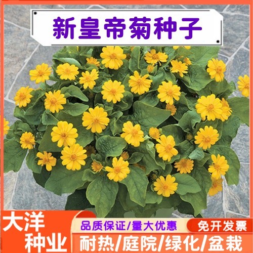 沭阳县皇帝菊种子 皇帝菊多花繁茂花期长 阳台庭院盆栽四季易种