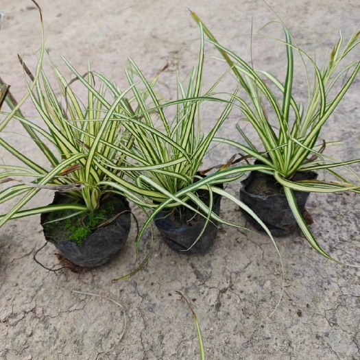 漳浦县金叶苔草 福建漳州基地直发 金叶苔草