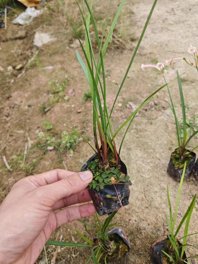 垂筒花 福建漳州基地直发 垂筒花