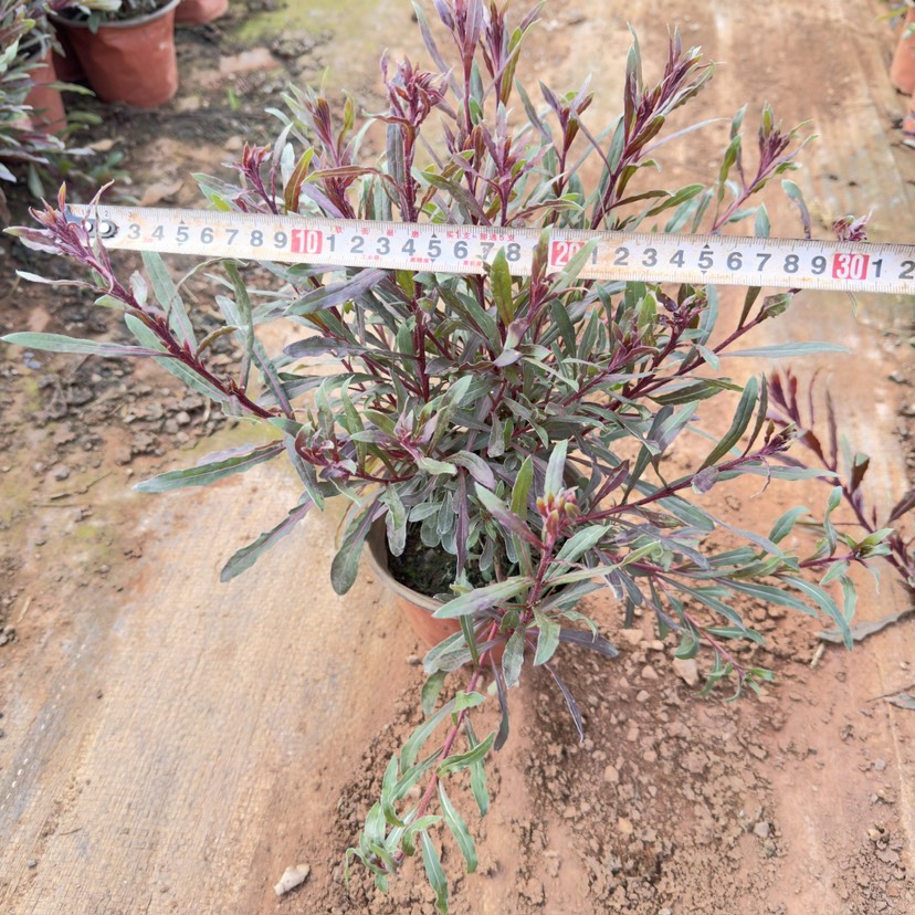 千鸟花，山桃草盆栽云南昆明种植基地批发