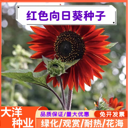 沭阳县鸿运向日葵 红色向日葵种子观赏向日葵高杆多头葵花种子春季播种