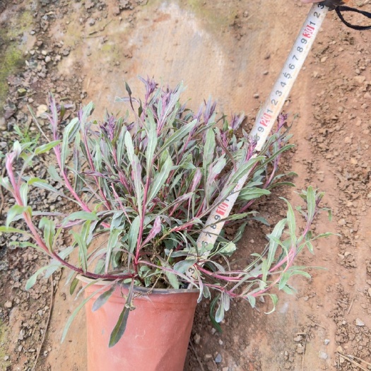 宜良县千鸟花，山桃草盆栽云南昆明种植基地批发
