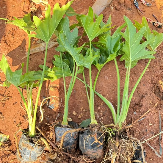 春羽，小天使，喜林芋云南昆明种植园批发基地