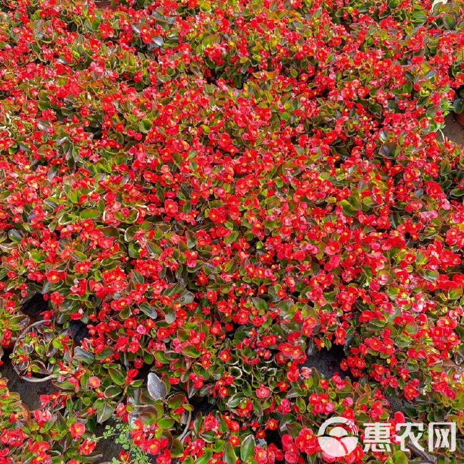 四季海棠，海棠盆栽云南昆明海棠种植园基地批发一手货源