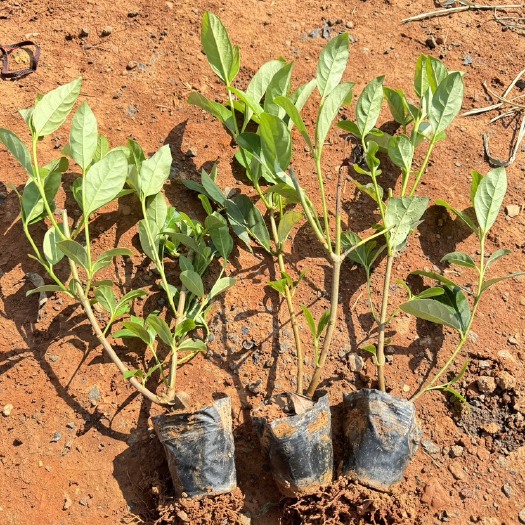 宜良县欧洲莢蒾，天目琼花云南昆明种植基地一手货源