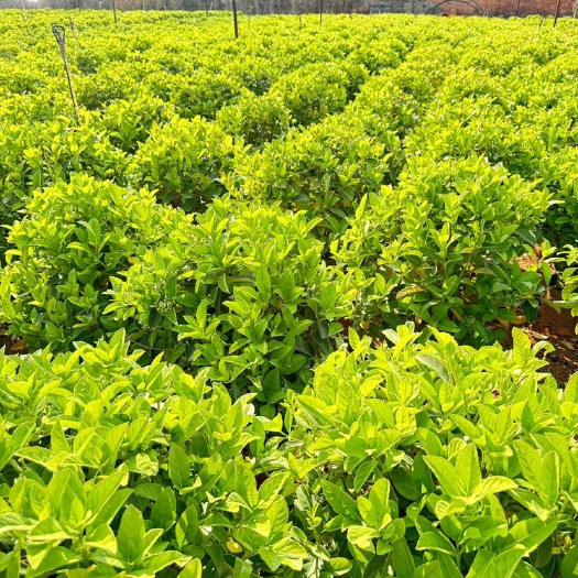 宜良县欧洲莢蒾球，天琼目花云南昆明种植园基地批发一手货源